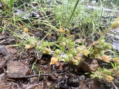 Crassula decumbens