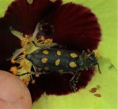 Ceroctis bohemanni