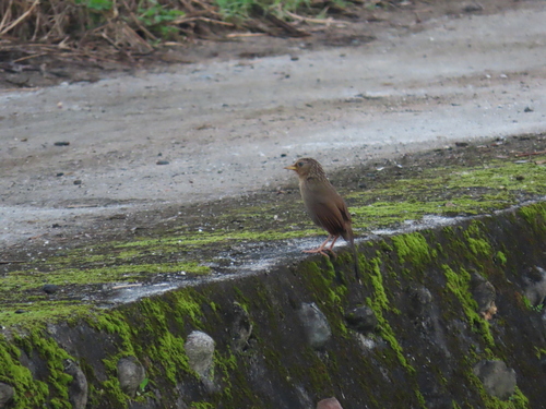 Taiwan Hwamei (Garrulax taewanus), photo 6