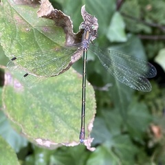 Lestes temporalis