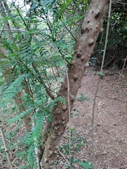 Zanthoxylum capense