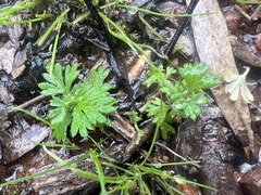 Alchemilla arvensis
