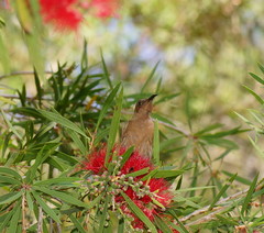 Myzomela obscura