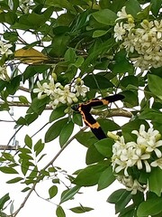 Milionia zonea pryeri