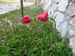 Anemone coronaria