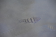 Abudefduf saxatilis