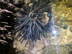 Stomopneustes variolaris