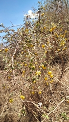 Solanum myriacanthum