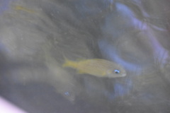 Haemulon flavolineatum