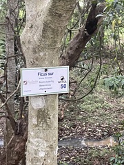 Ficus sur