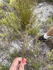 Microdon dubius