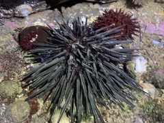 Stomopneustes variolaris