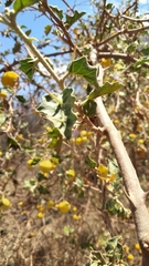 Solanum myriacanthum