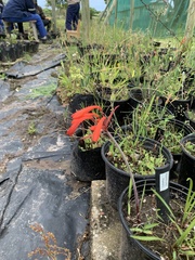 Cyrtanthus brachyscyphus