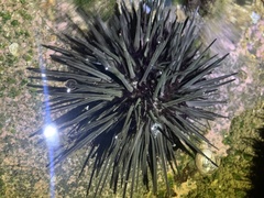 Stomopneustes variolaris