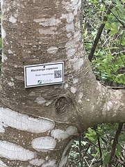 Macaranga capensis