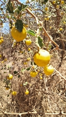 Solanum myriacanthum