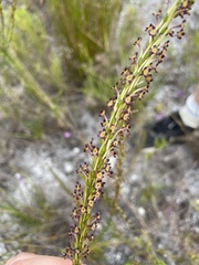 Microdon dubius