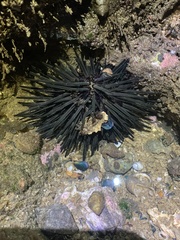 Stomopneustes variolaris