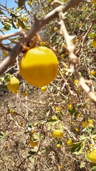 Solanum myriacanthum