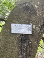 Protorhus longifolia