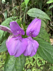 Dicliptera tinctoria