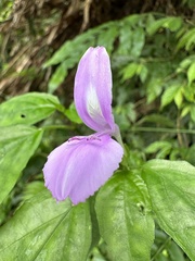 Dicliptera tinctoria