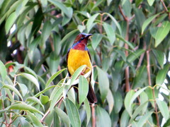 Red-Throated Sunbird photo 2