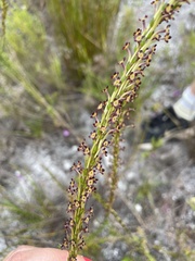 Microdon dubius