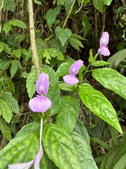 Dicliptera tinctoria