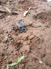 Heliocopris bucephalus