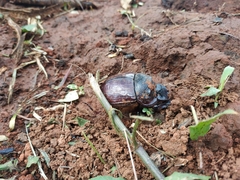 Heliocopris bucephalus