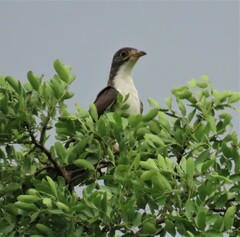 Pachycoccyx audeberti