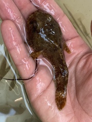 Halobatrachus didactylus