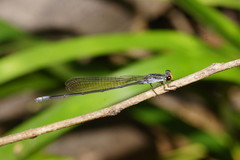 Pseudagrion ignifer