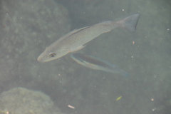 Lutjanus griseus