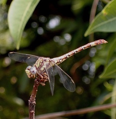 Paragomphus madegassus