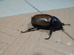Eupatorus gracilicornis