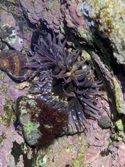 Anthopleura anjunae