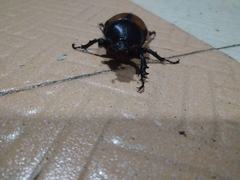 Eupatorus gracilicornis