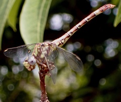 Paragomphus madegassus