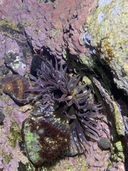 Anthopleura anjunae