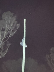 Pteropus poliocephalus