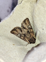 Mniotype occidentalis