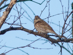 Emberiza leucocephalos