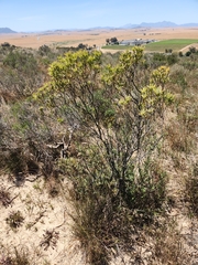 Leucadendron lanigerum lanigerum