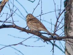 Emberiza leucocephalos
