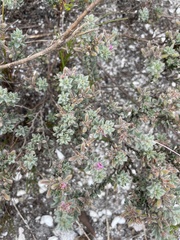 Indigofera glomerata