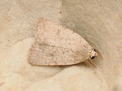 Athetis bremusa