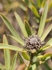 Leucadendron lanigerum lanigerum